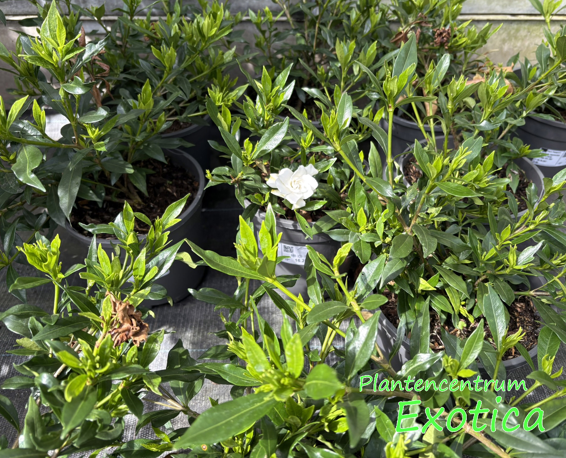 Gardenia Jasminoides - Kleim's Hardy – Bild 2