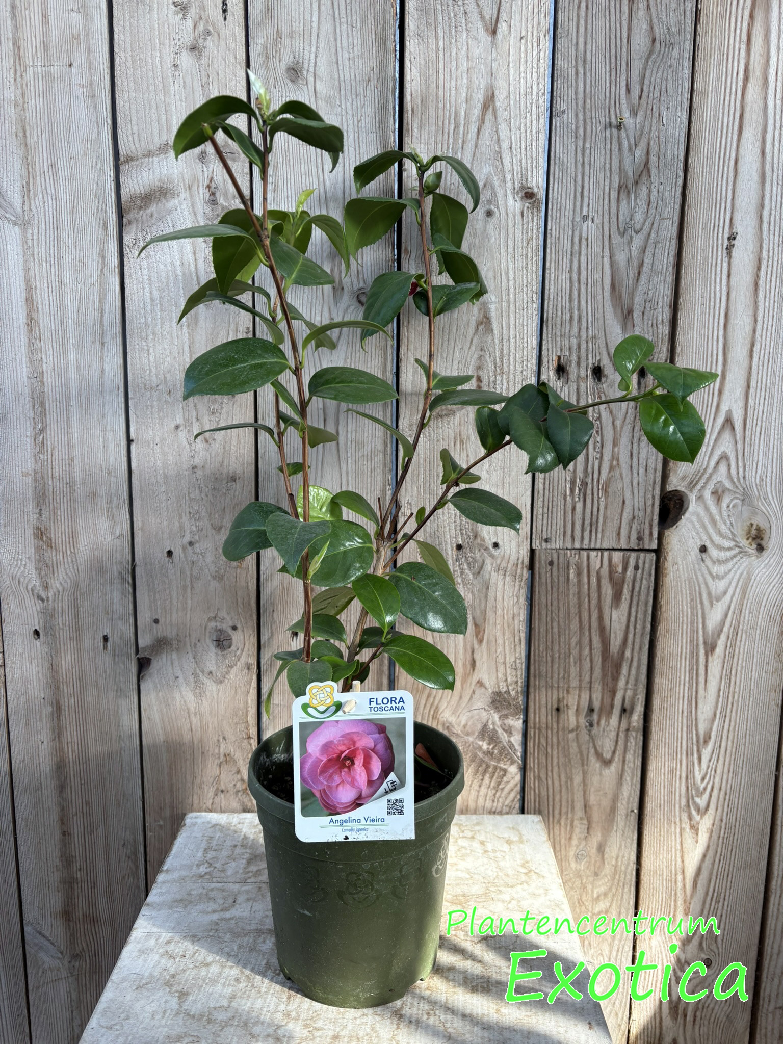 Camellia Angelina Vieira – Image 2