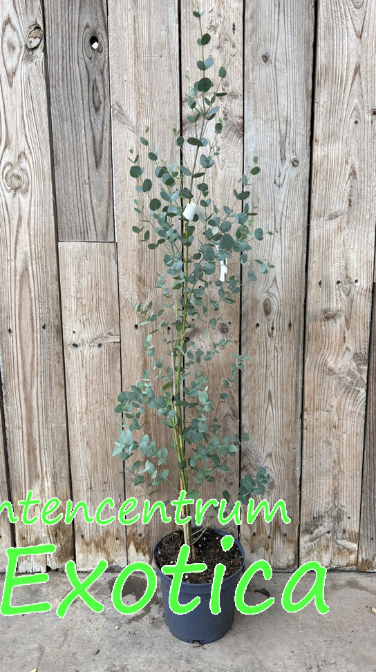 Eucalyptus Archeri