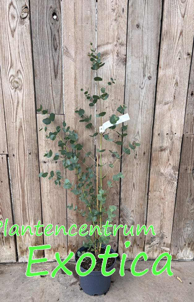 Eucalyptus Gunnii 'Blue Ice'
