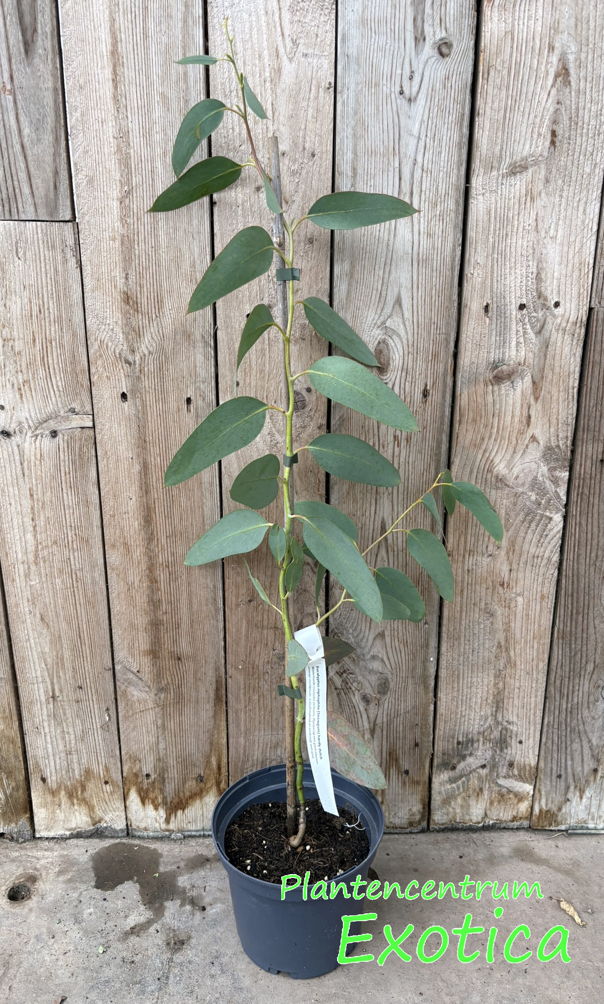 Eucalyptus Niphophylla