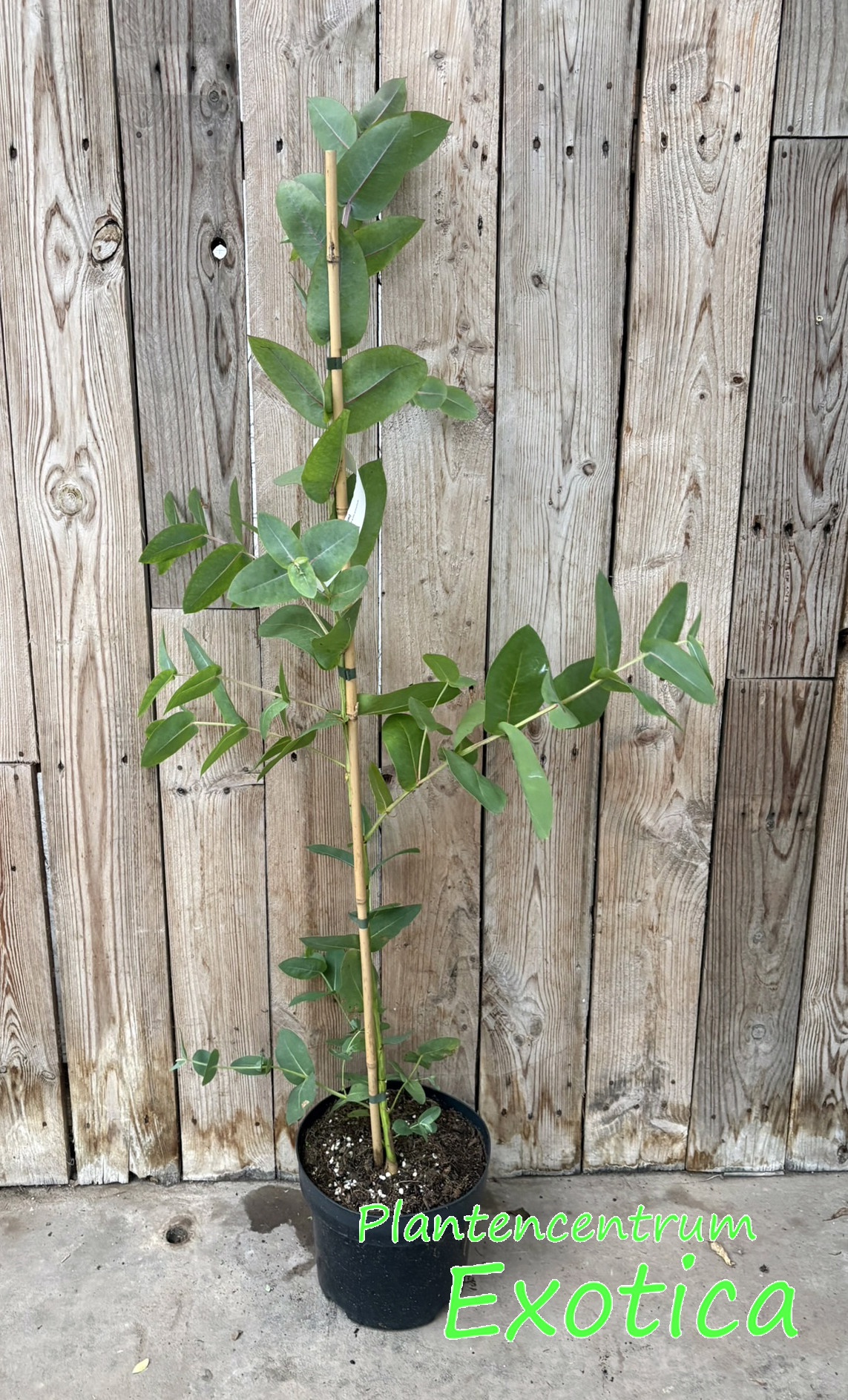 Eucalyptus Nitens