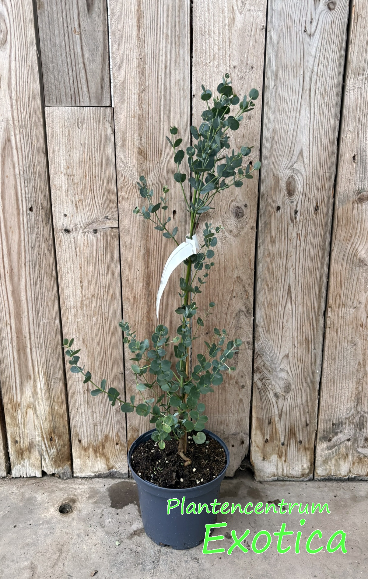 Eucalyptus Gunnii 'Koala'