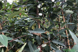Eucalyptus Ficifolia – Roodbloemige gomboom – Corymbia ficifolia
