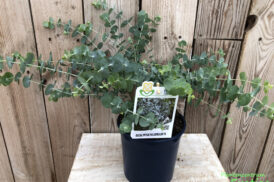 Eucalyptus Pulverulenta