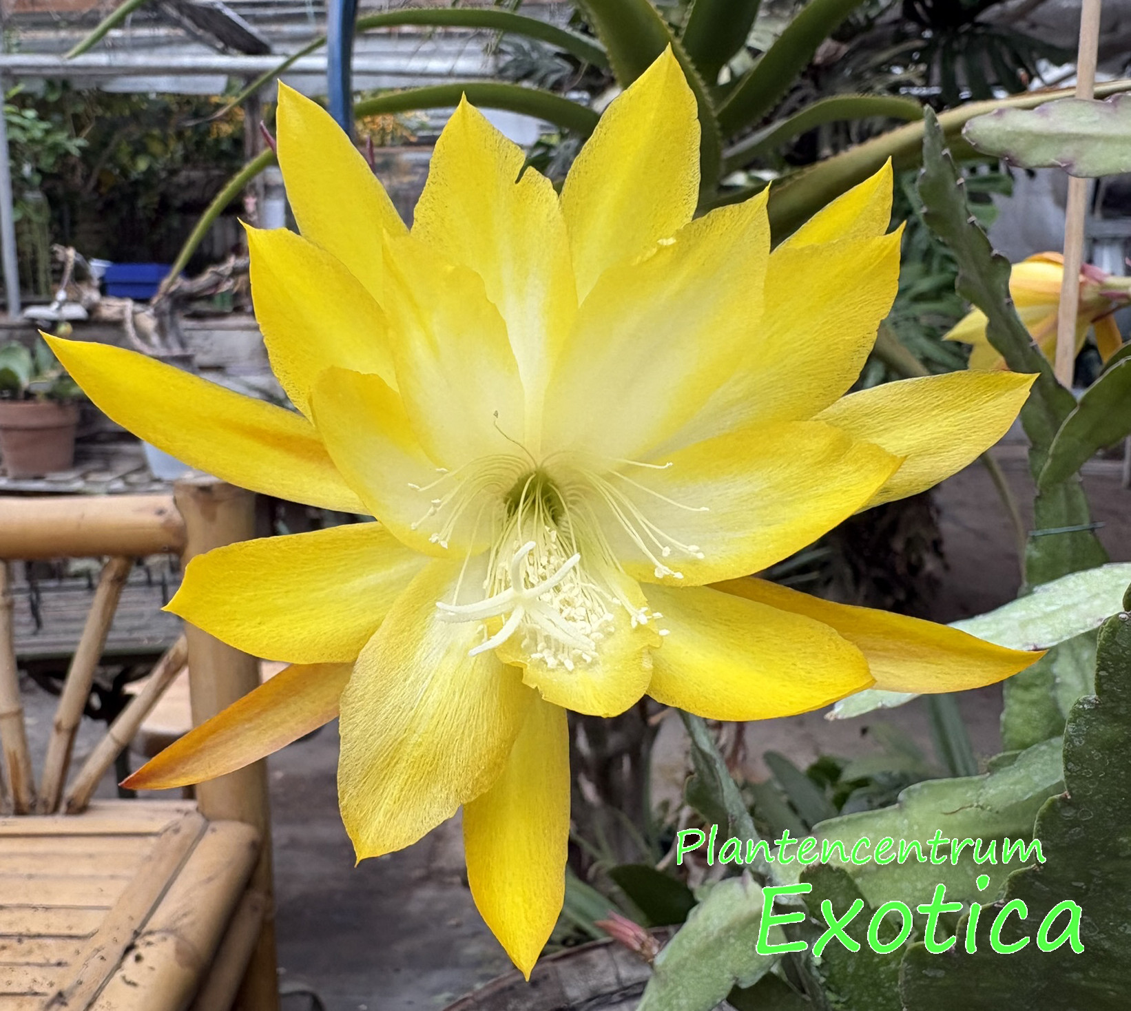 Epiphyllum 'Kiwi Honey Gold' - Image 2