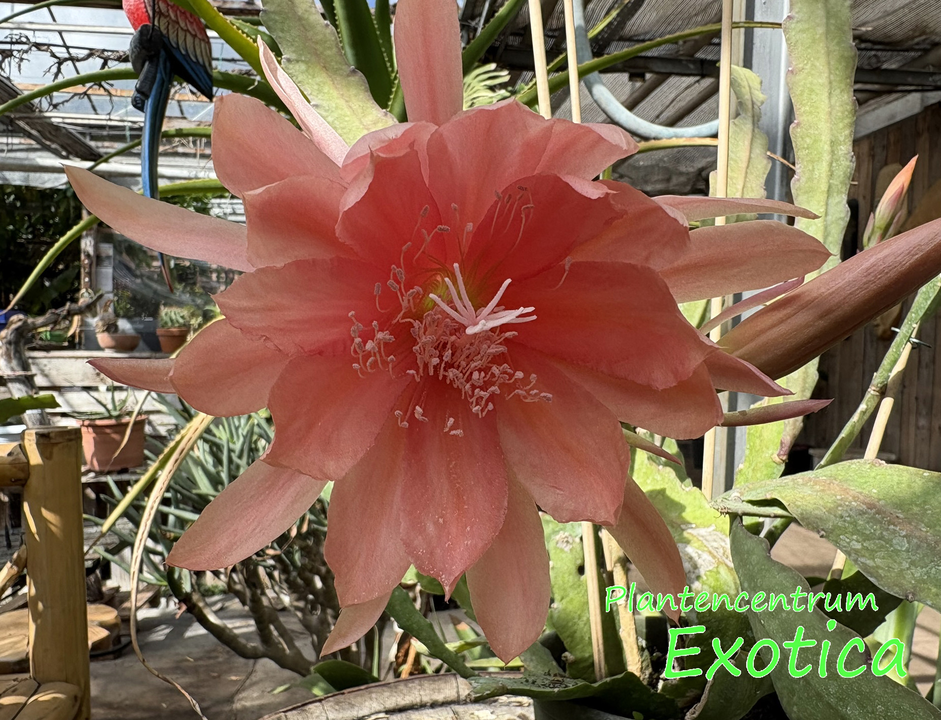 Epiphyllum 'Bliss'