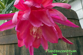 Epiphyllum ‘Oakleigh Brilliance’