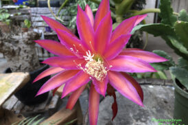 Epiphyllum ‚Belohnung‘