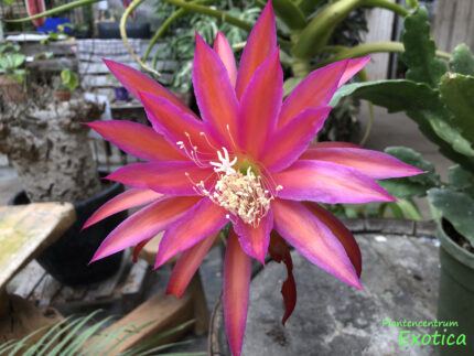 Epiphyllum 'Belohnung'