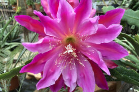 Epiphyllum ‘Showboat’