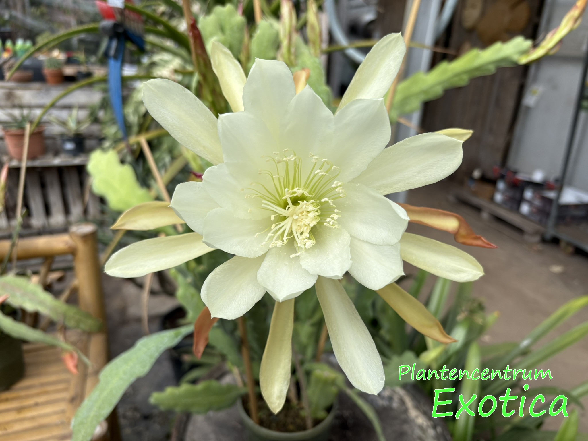 Epiphyllum 'WC Clarck'