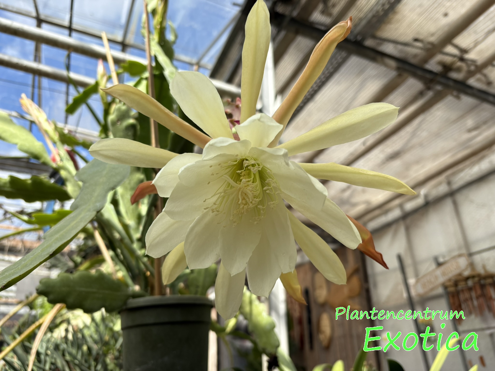 Epiphyllum 'WC Clarck' – Bild 2