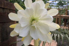 Epiphyllum ‘Madonna’
