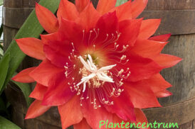 Epiphyllum ‘J.T. Barber’