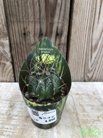 Astrophytum Ornatum
