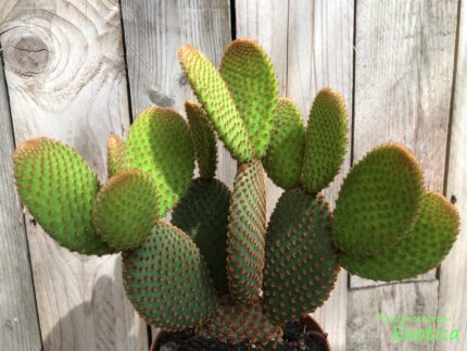 Opuntia Rufida
