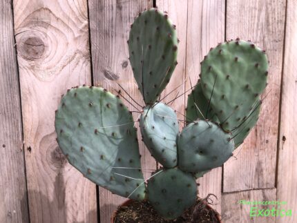 Opuntia Santa Rita