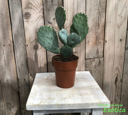 Opuntia Santa Rita - Image 2