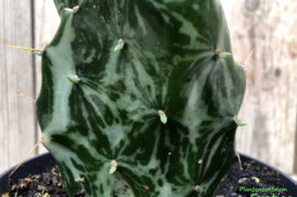 Opuntia ‚Jamaica Ghost‘