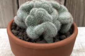 Mammilaria perbella Cristata