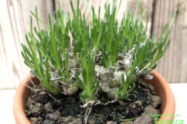 Ornithogalum Lithopsoides