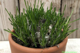 Ornithogalum Lithopsoides