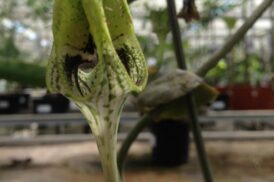 Ceropegia Sandersonii – Chinees lantaarnplantje