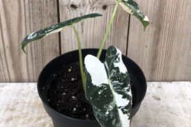 Alocasia Frydek Variegata