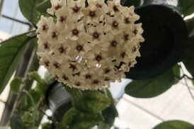 Hoya Fungii – wasbloem