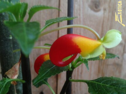 Impatiens niamniamensis (Congo balsam)