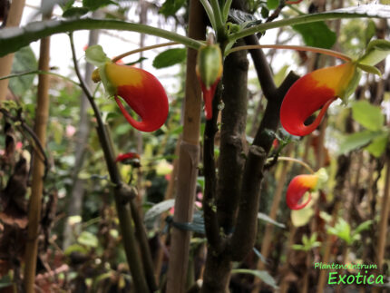 Impatiens niamniamensis (Congo balsam) - Image 3