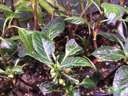 Impatiens niamniamensis (Congo balsam) - Image 4