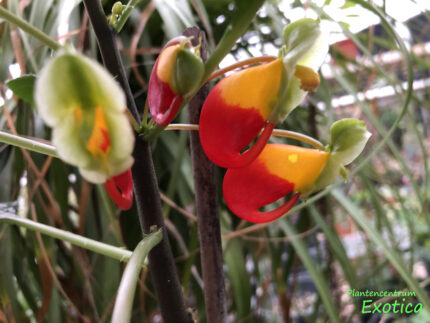Impatiens niamniamensis (Congo balsam) - Image 5