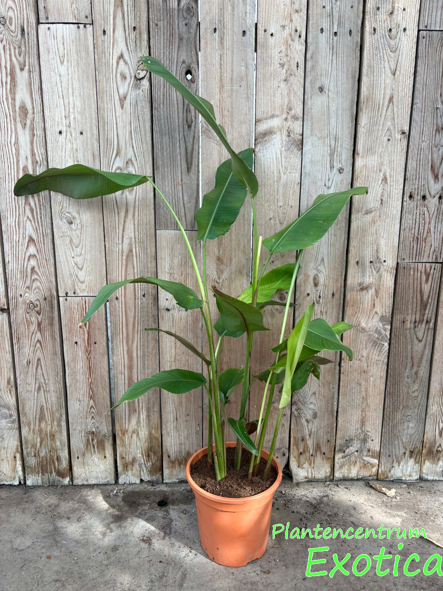 Heliconia Rostrata