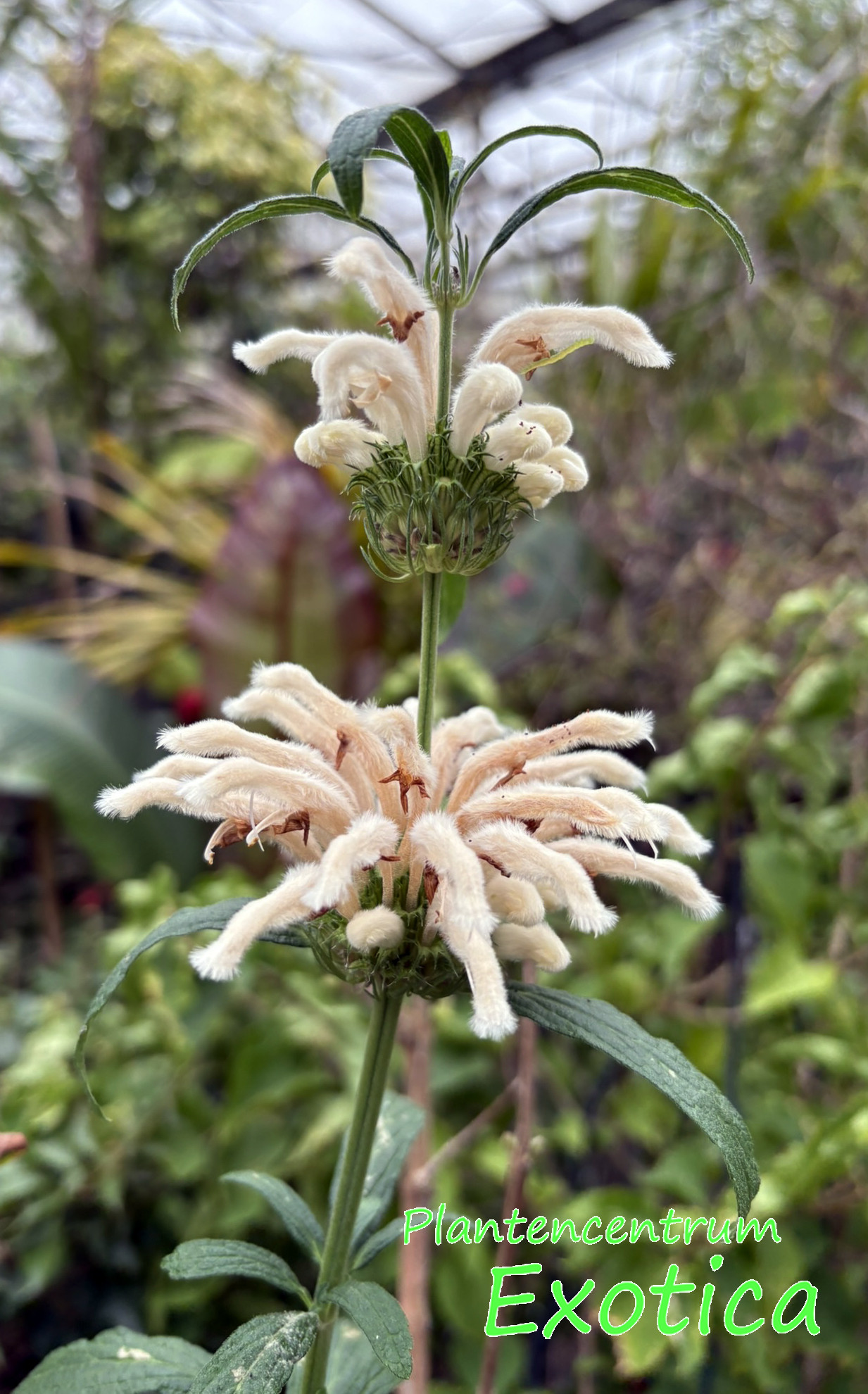 Leonotis Leonurus Alba - Oreille de Lion - Blanc – Image 2