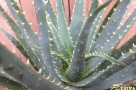 Aloe Spinosissima
