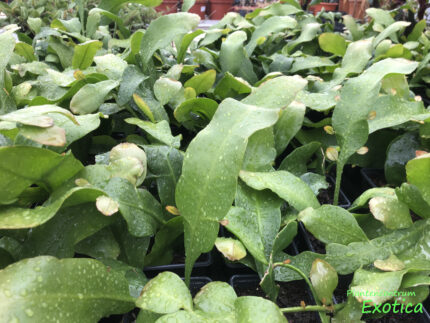 Epiphyllum oxypetalum 'Königin der Nacht' – Bild 3