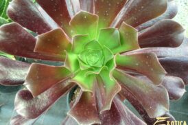 Aeonium arboreum ‚Atropurpureum‘