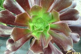 Aeonium arboreum ‘Atropurpureum’