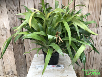 Billbergia Nutans - Tränen der Königin – Bild 5