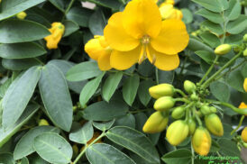 Cassia Corymbosa – Senna Corymbosa / floribunda