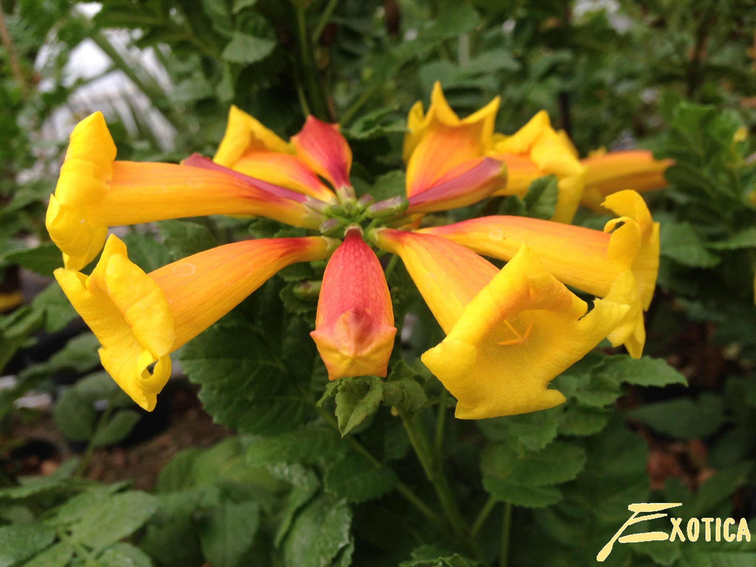 Tecoma Capensis - Tecomaria Capensis 'Tropical Twist'
