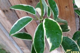 Hoya Carnosa variegata