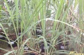 Cymbopogon Citratus – Citroengras