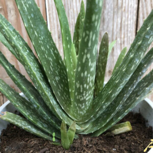 Aloe Vera var. Chinensis  Plantencentrum Exotica