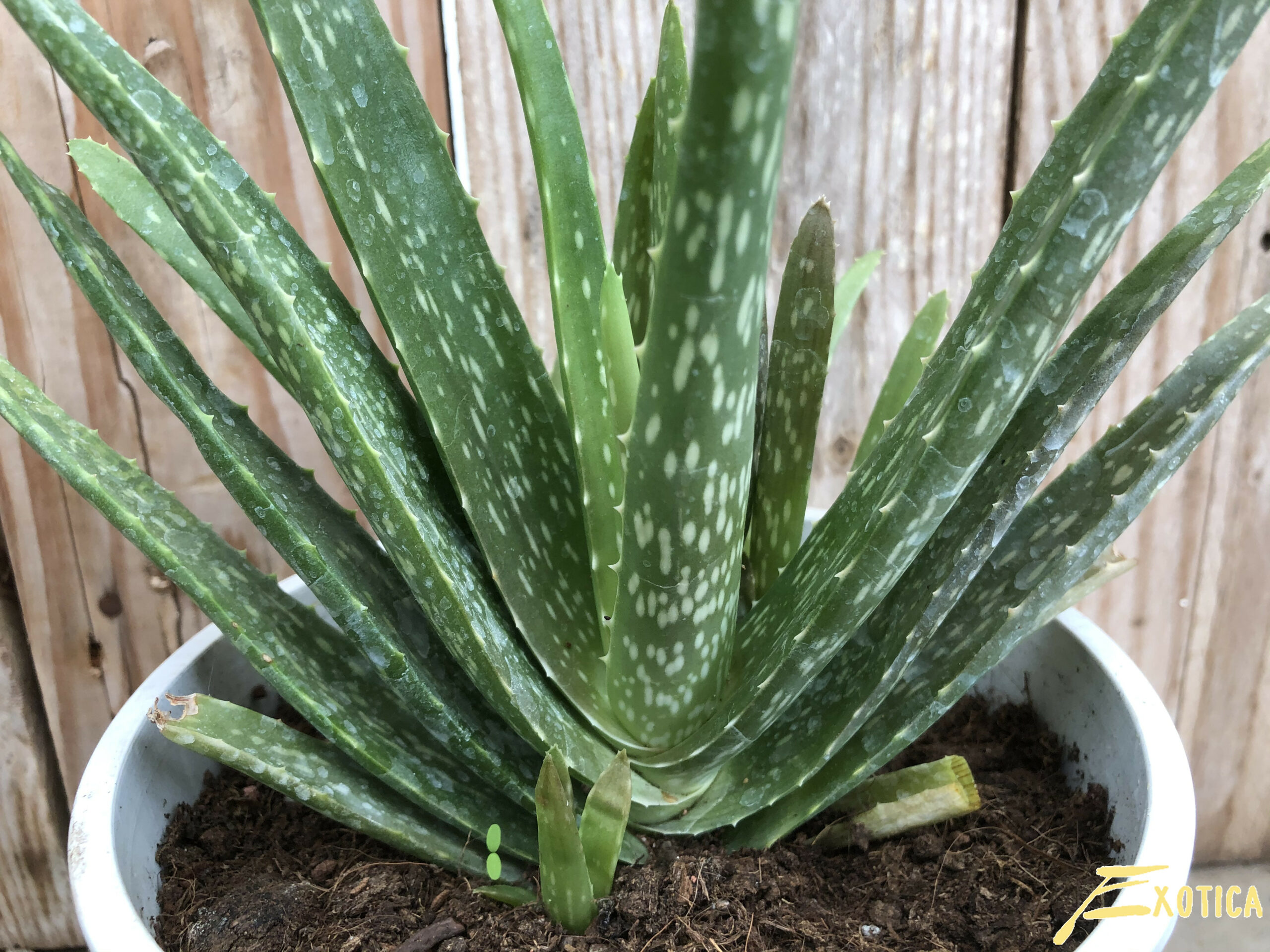 Intiem verzonden verzekering Aloe Vera var. Chinensis – Plantencentrum Exotica