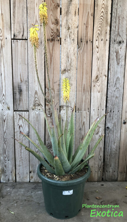 Aloe Vera var. Chinensis - Image 3