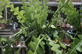 Epiphyllum Anguliger – Zaagcactus
