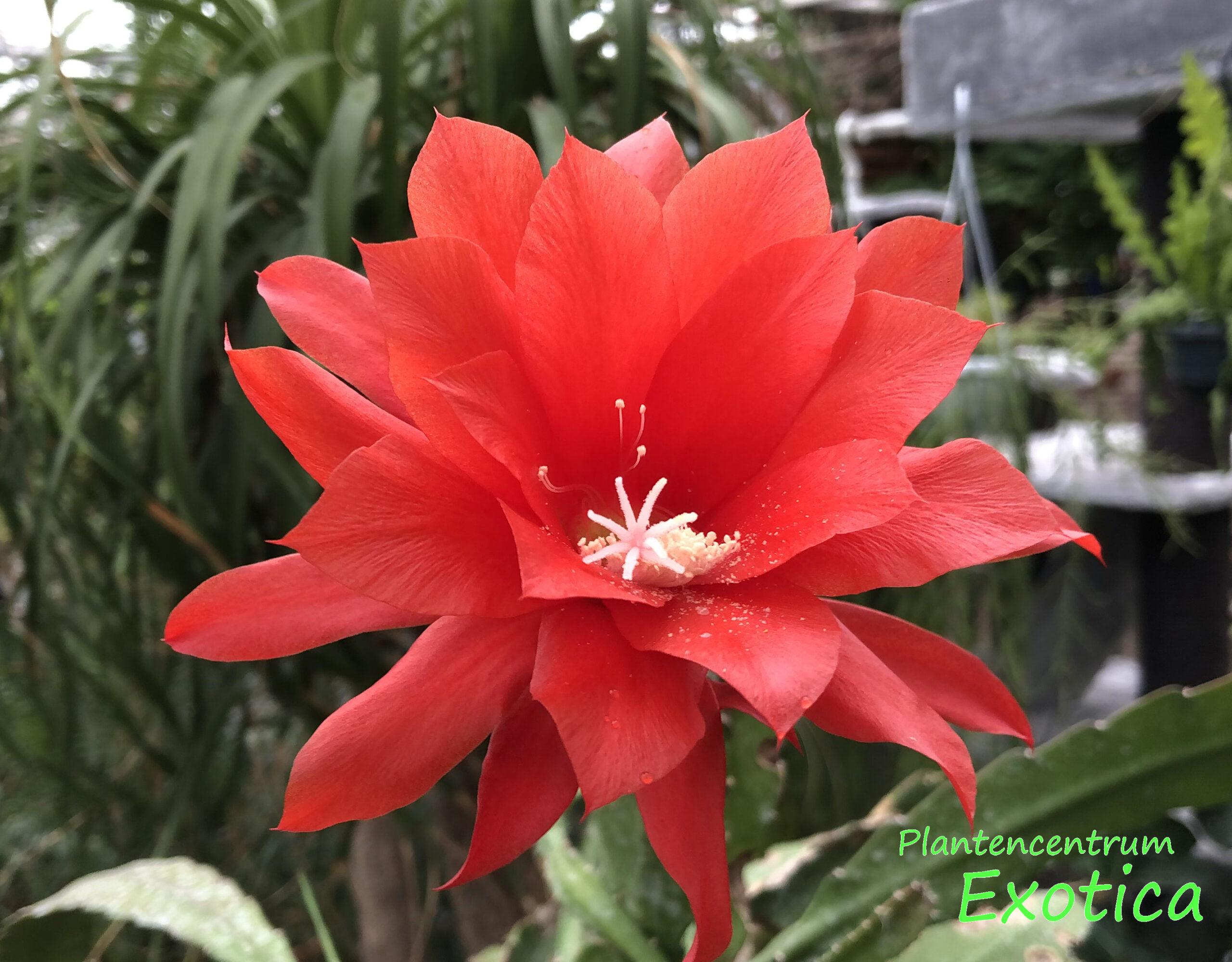 Epiphyllum ackermannii ‘Red Orchid’